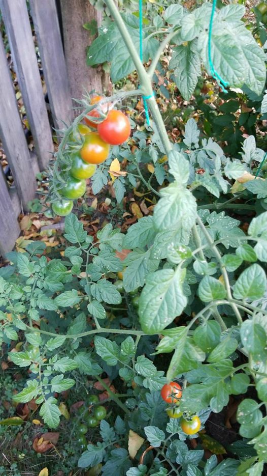 22137282_10155475287780791_1893527378158052920_o