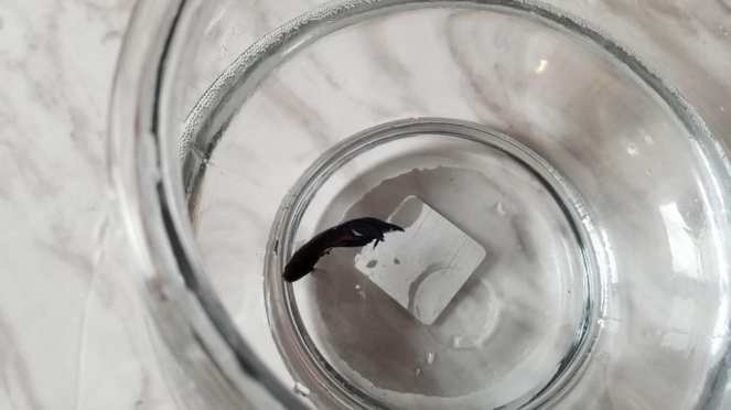 24177229_10155633859900791_1367984721723632233_n